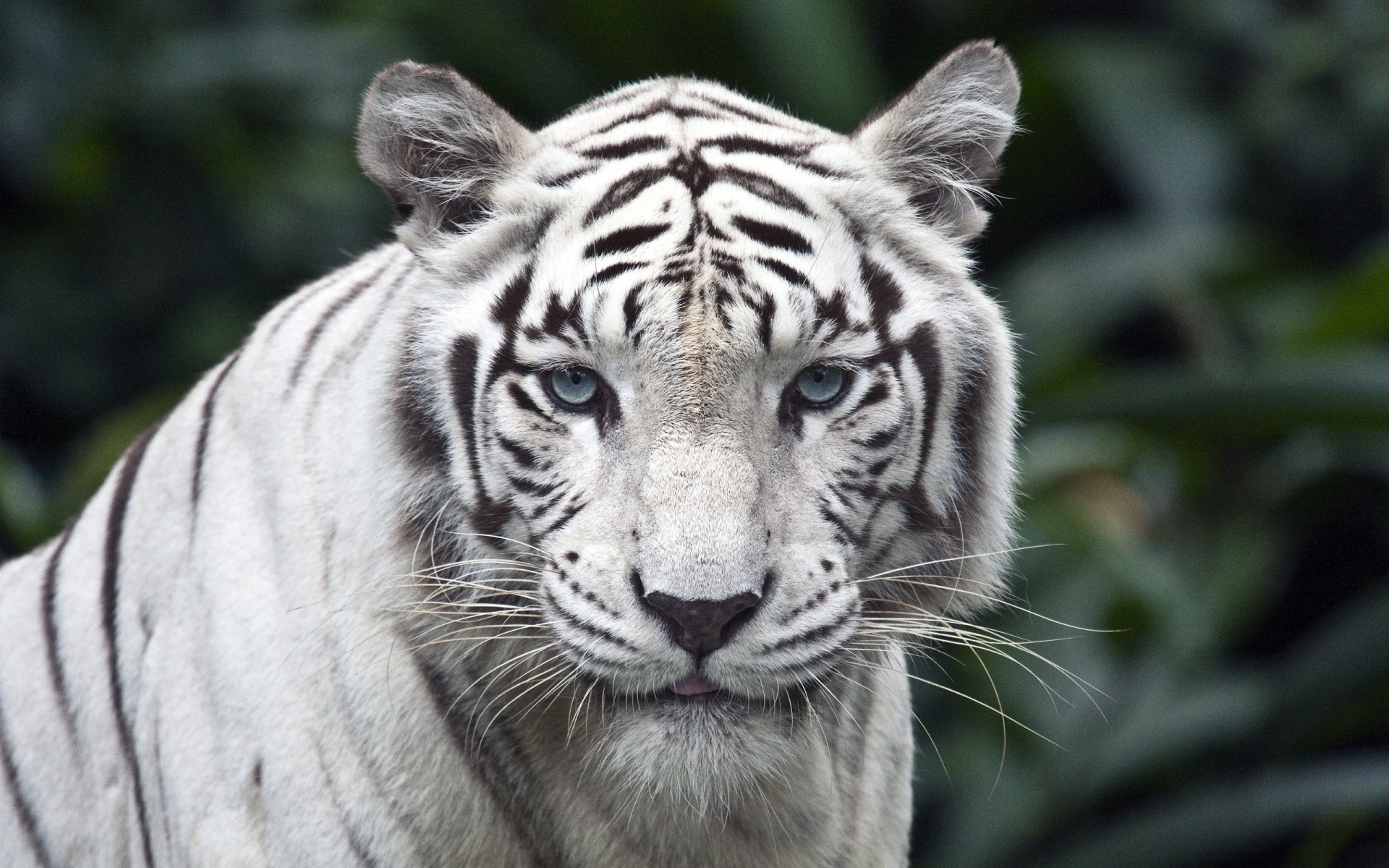 White Tiger for 1920 x 1200 widescreen resolution