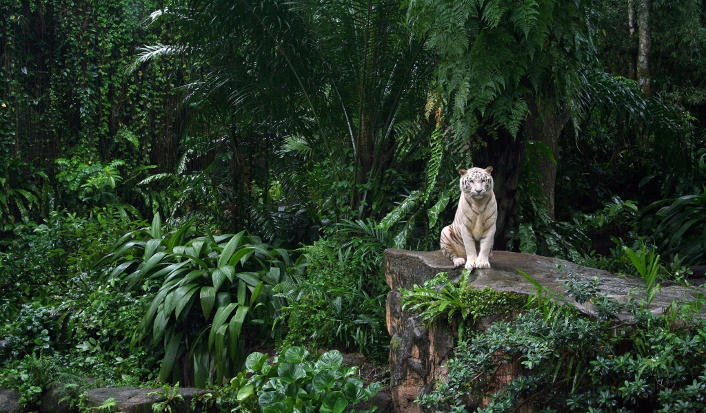 White Tiger in Jungle for 1024 x 600 widescreen resolution