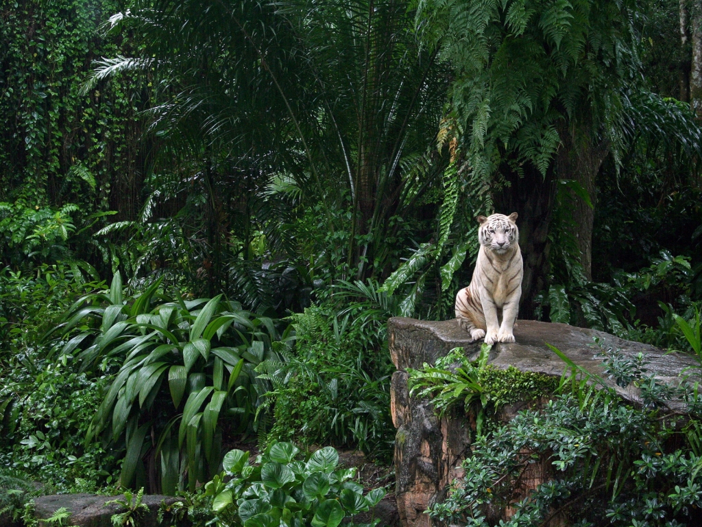 White Tiger in Jungle for 1024 x 768 resolution