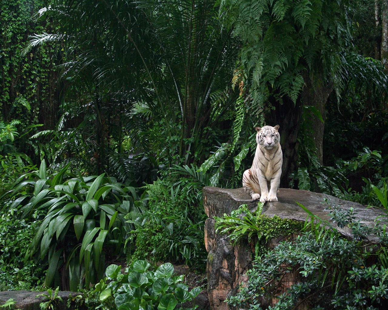White Tiger in Jungle for 1280 x 1024 resolution