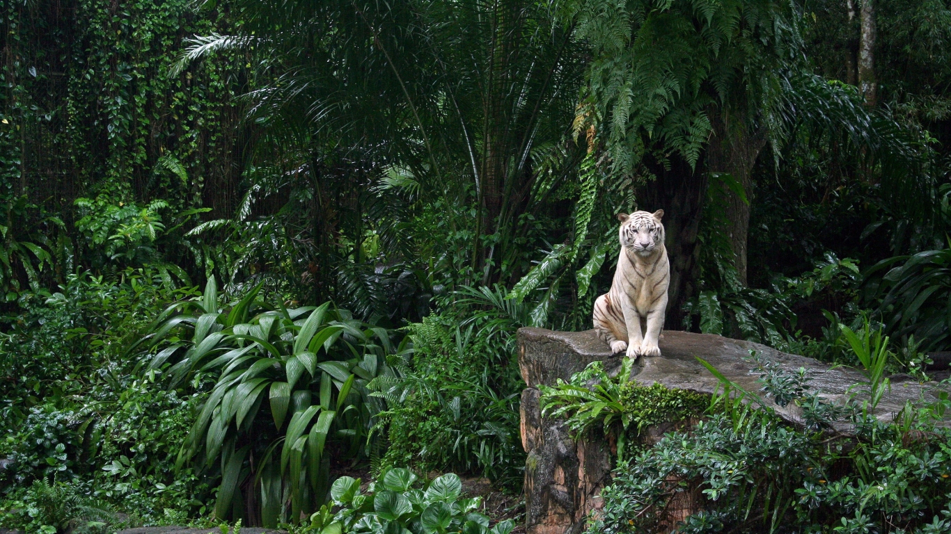 White Tiger in Jungle for 1366 x 768 HDTV resolution