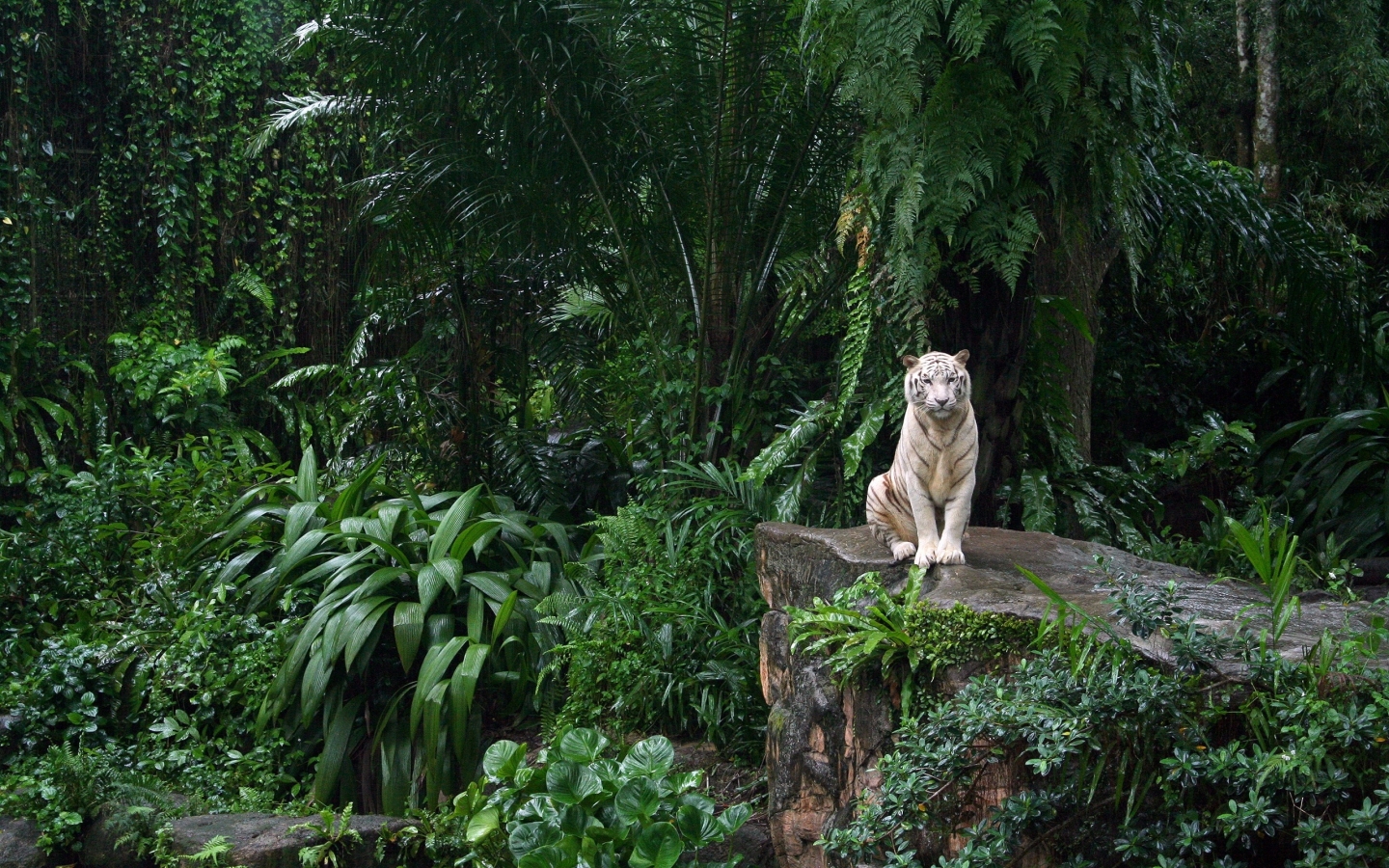 White Tiger in Jungle for 1440 x 900 widescreen resolution