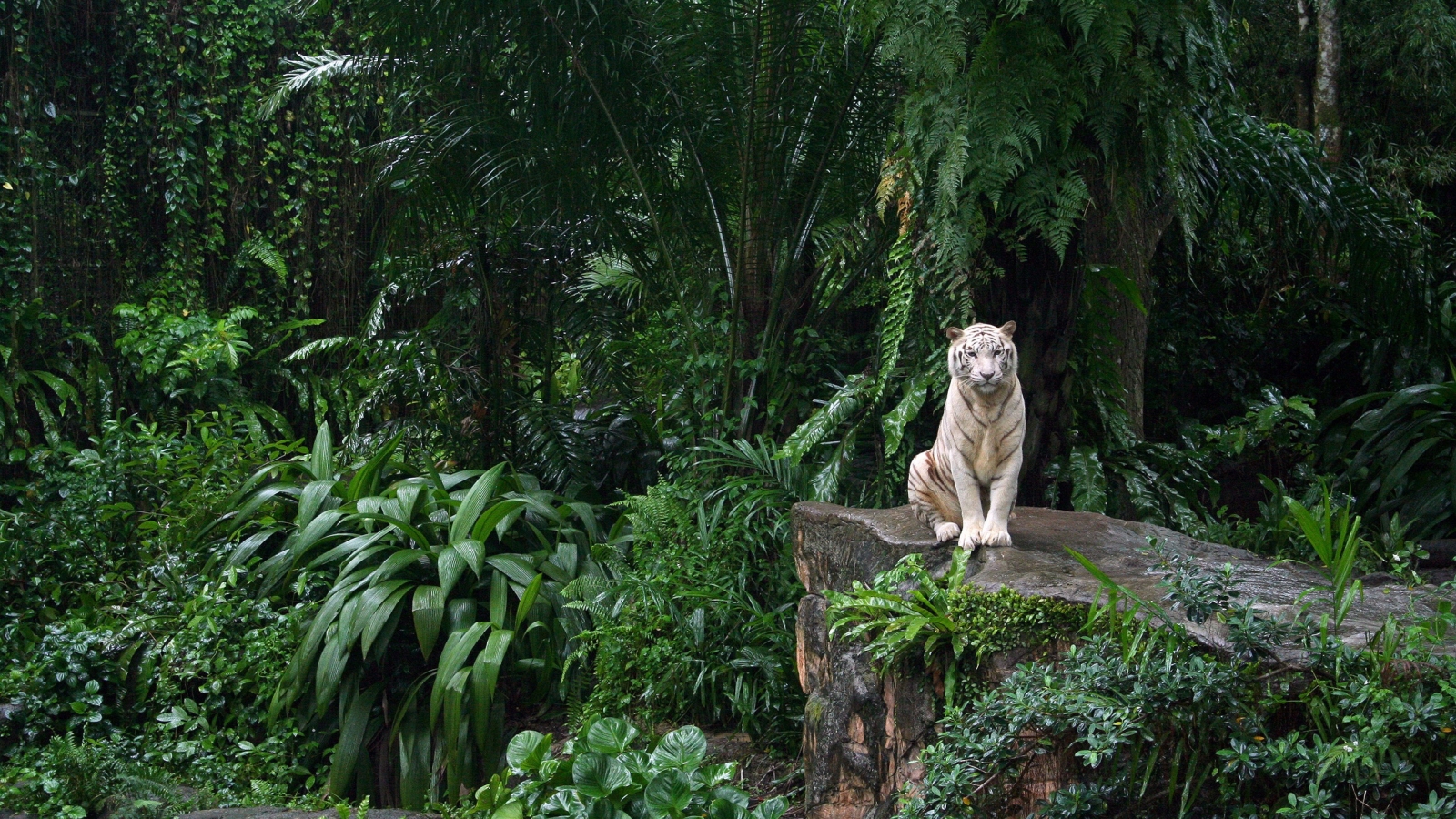White Tiger in Jungle for 1600 x 900 HDTV resolution