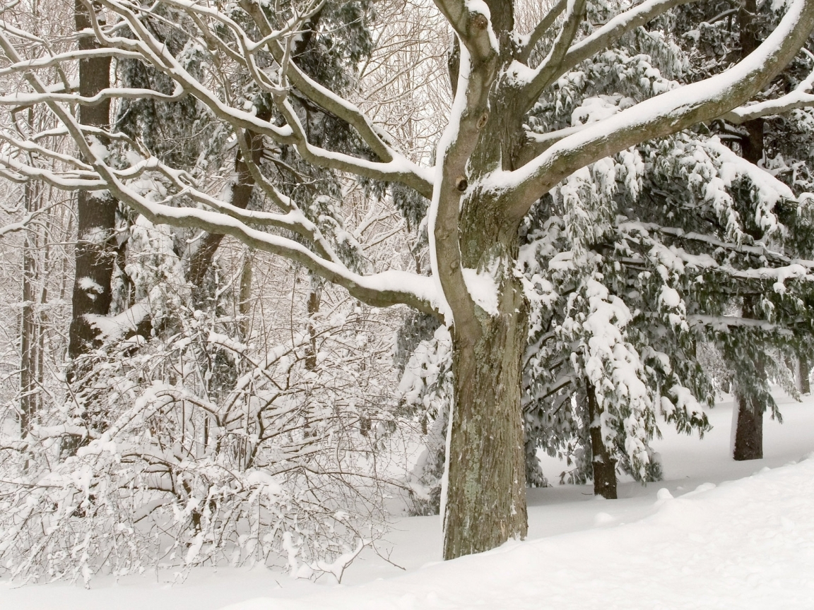 White Trees for 1152 x 864 resolution