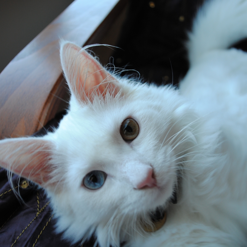 White Turkish Agora Cat with Odd Eyes for 1024 x 1024 iPad resolution