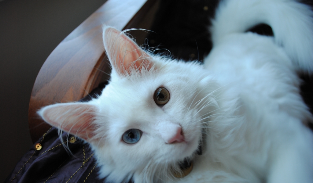 White Turkish Agora Cat with Odd Eyes for 1024 x 600 widescreen resolution