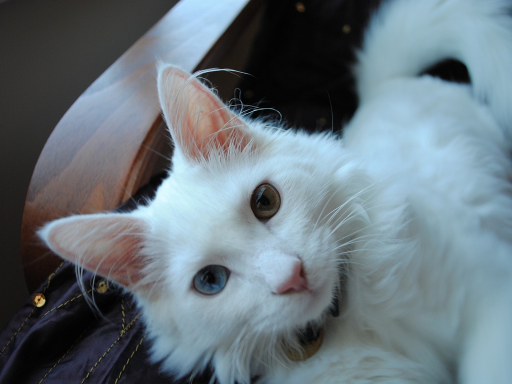 White Turkish Agora Cat with Odd Eyes for 1024 x 768 resolution