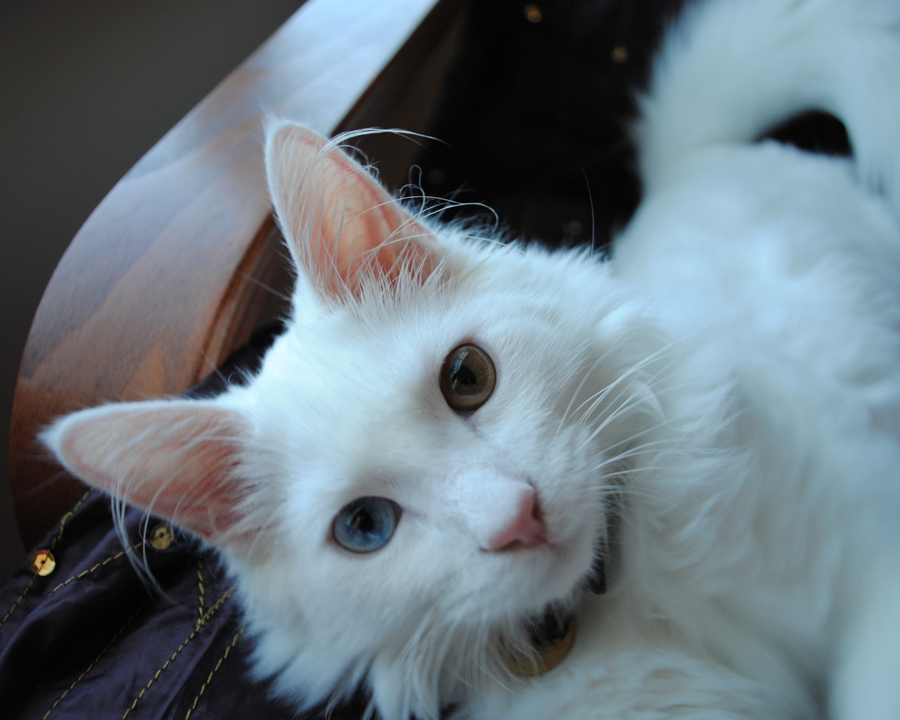 White Turkish Agora Cat with Odd Eyes for 1280 x 1024 resolution