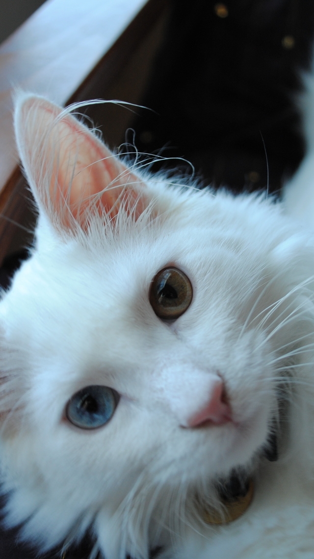 White Turkish Agora Cat with Odd Eyes for 640 x 1136 iPhone 5 resolution