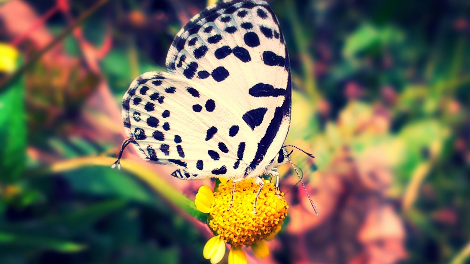 White Violet Butterfly for 1536 x 864 HDTV resolution