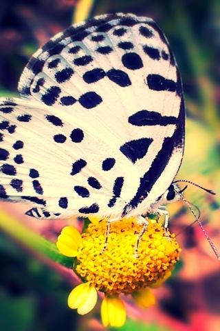 White Violet Butterfly for 320 x 480 iPhone resolution