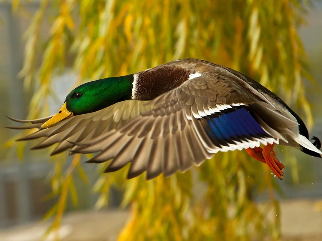 Wild Duck for 1024 x 768 resolution