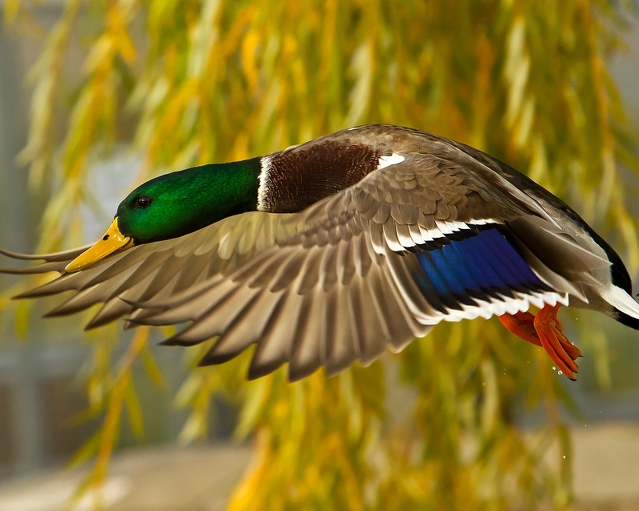 Wild Duck for 1280 x 1024 resolution