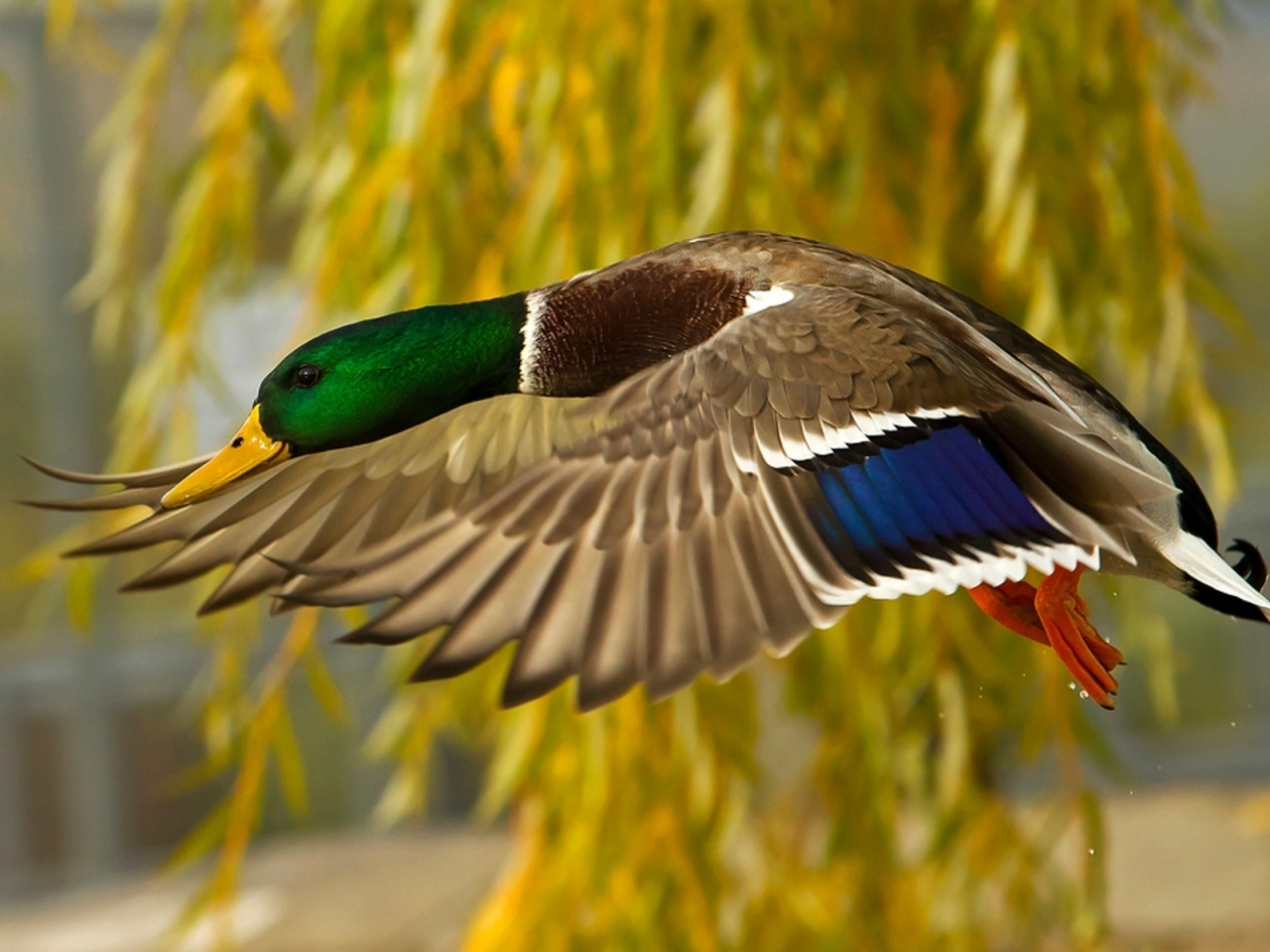 Wild Duck for 1280 x 960 resolution