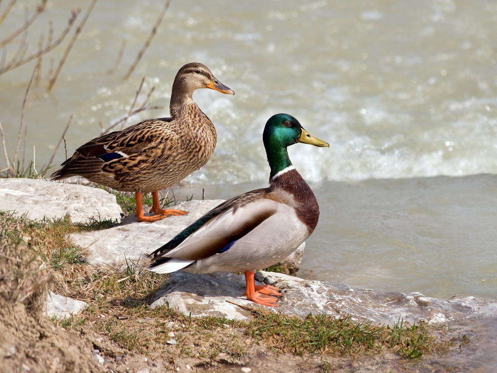 Wild Ducks Couple for 1024 x 768 resolution