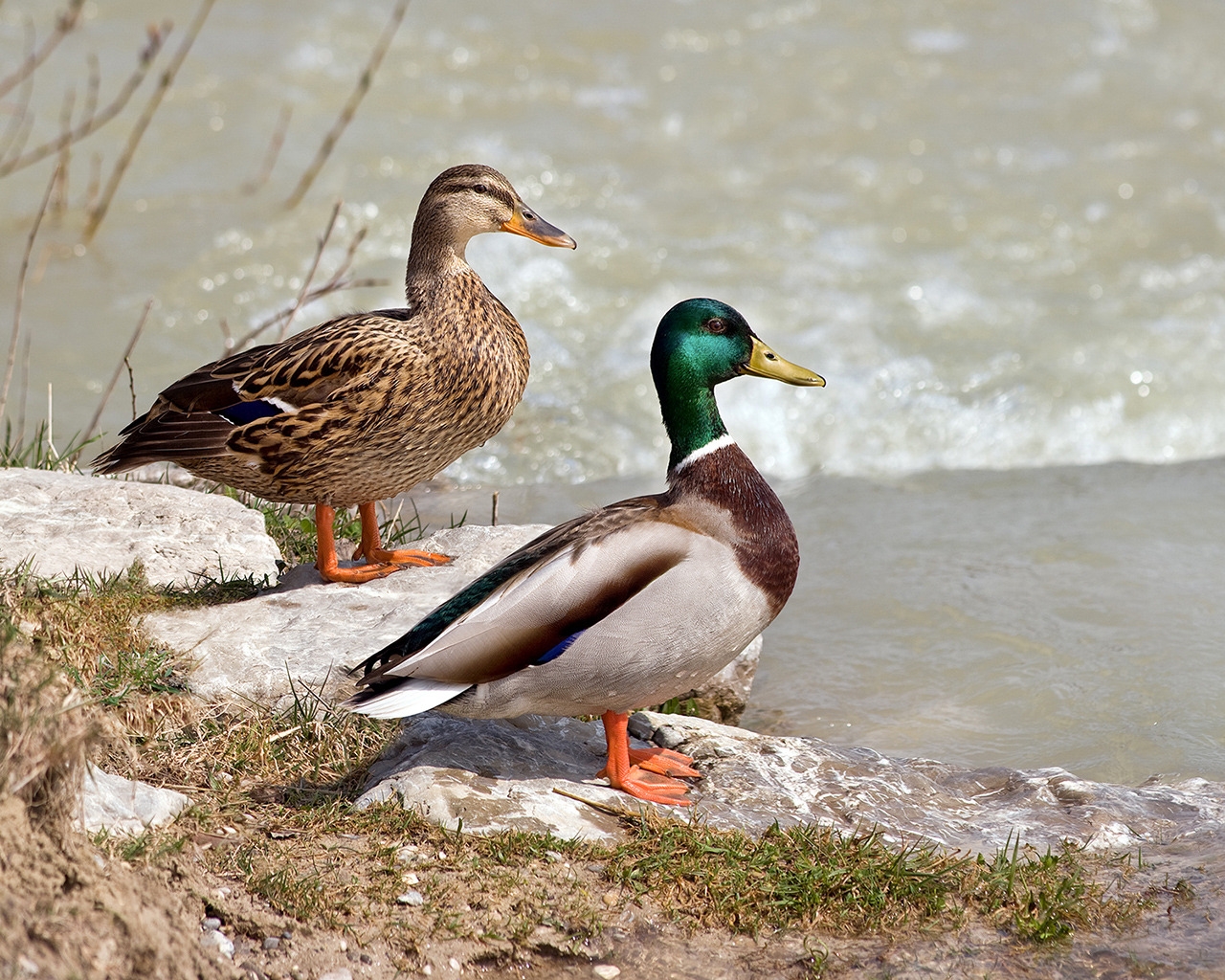 Wild Ducks Couple for 1280 x 1024 resolution