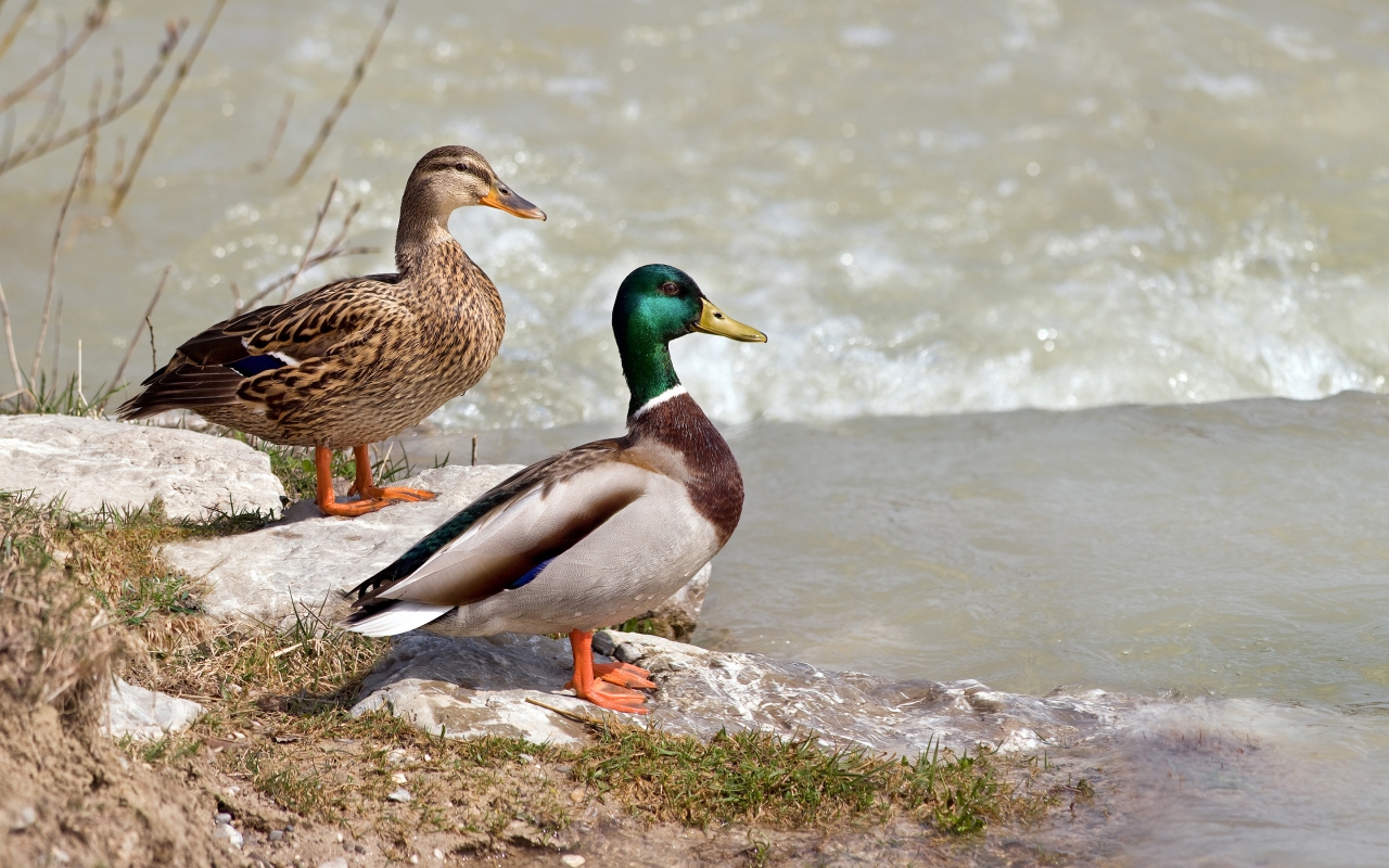 Wild Ducks Couple for 1280 x 800 widescreen resolution