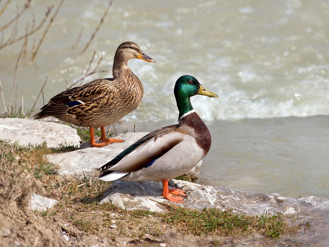 Wild Ducks Couple for 1280 x 960 resolution