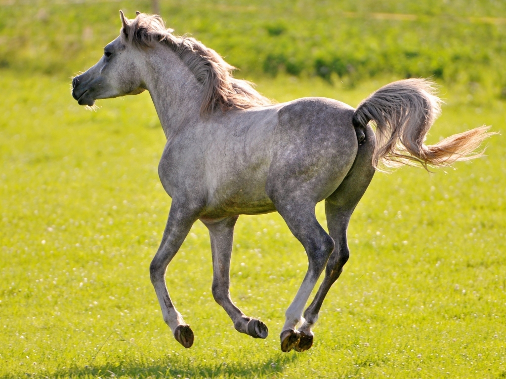 Wild Horse for 1024 x 768 resolution