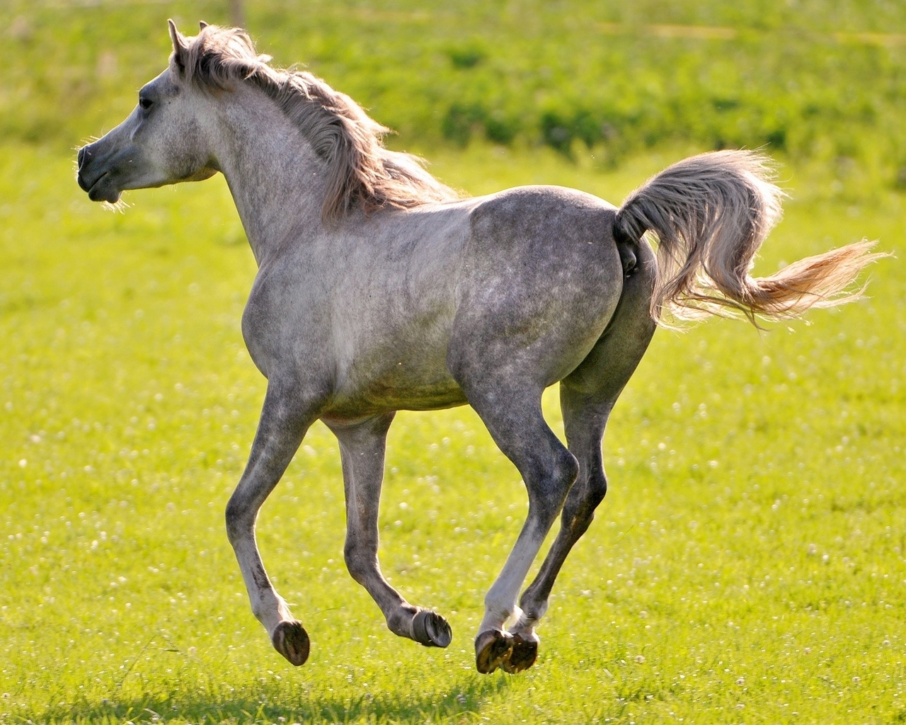Wild Horse for 1280 x 1024 resolution