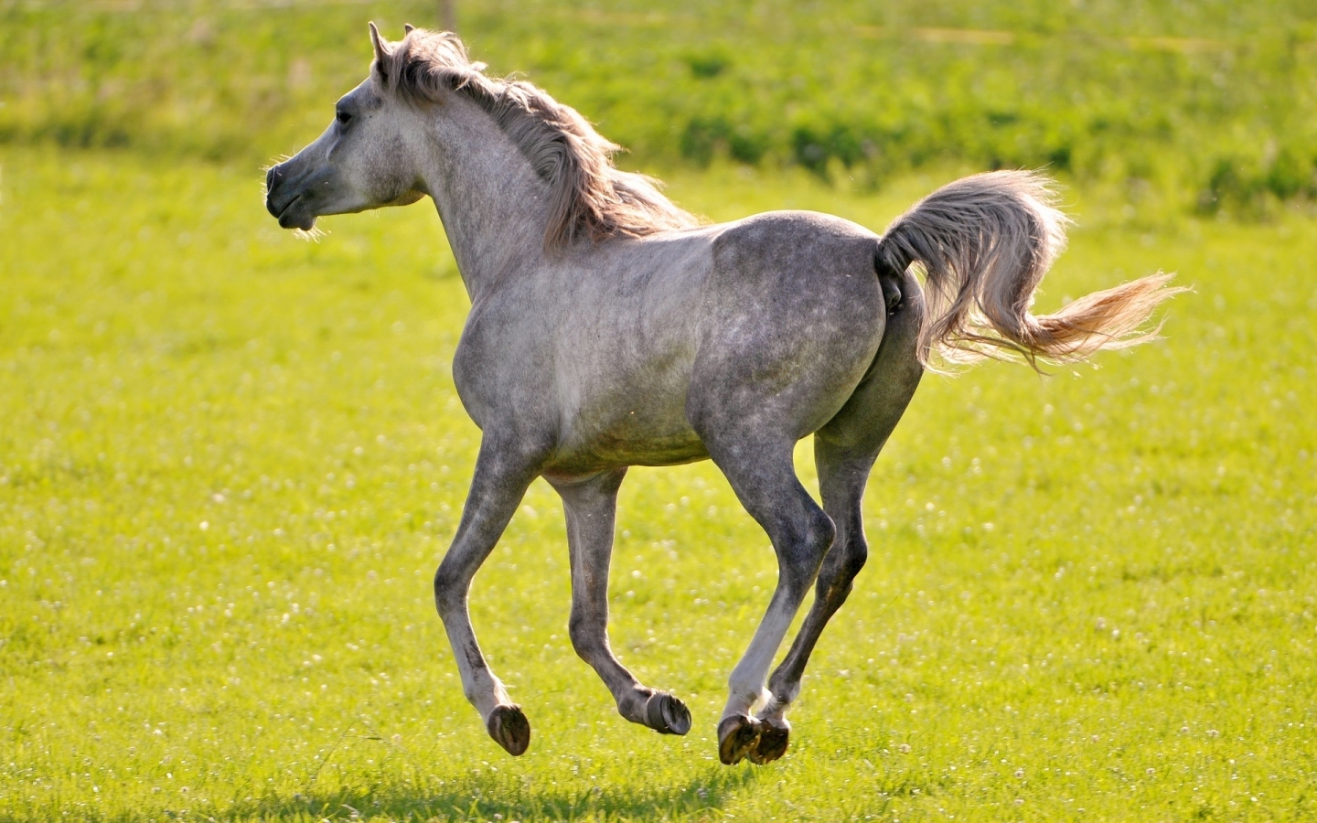 Wild Horse for 1440 x 900 widescreen resolution