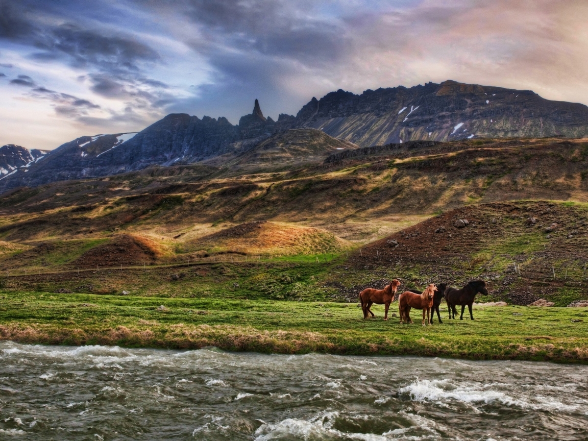 Wild Horses for 1152 x 864 resolution
