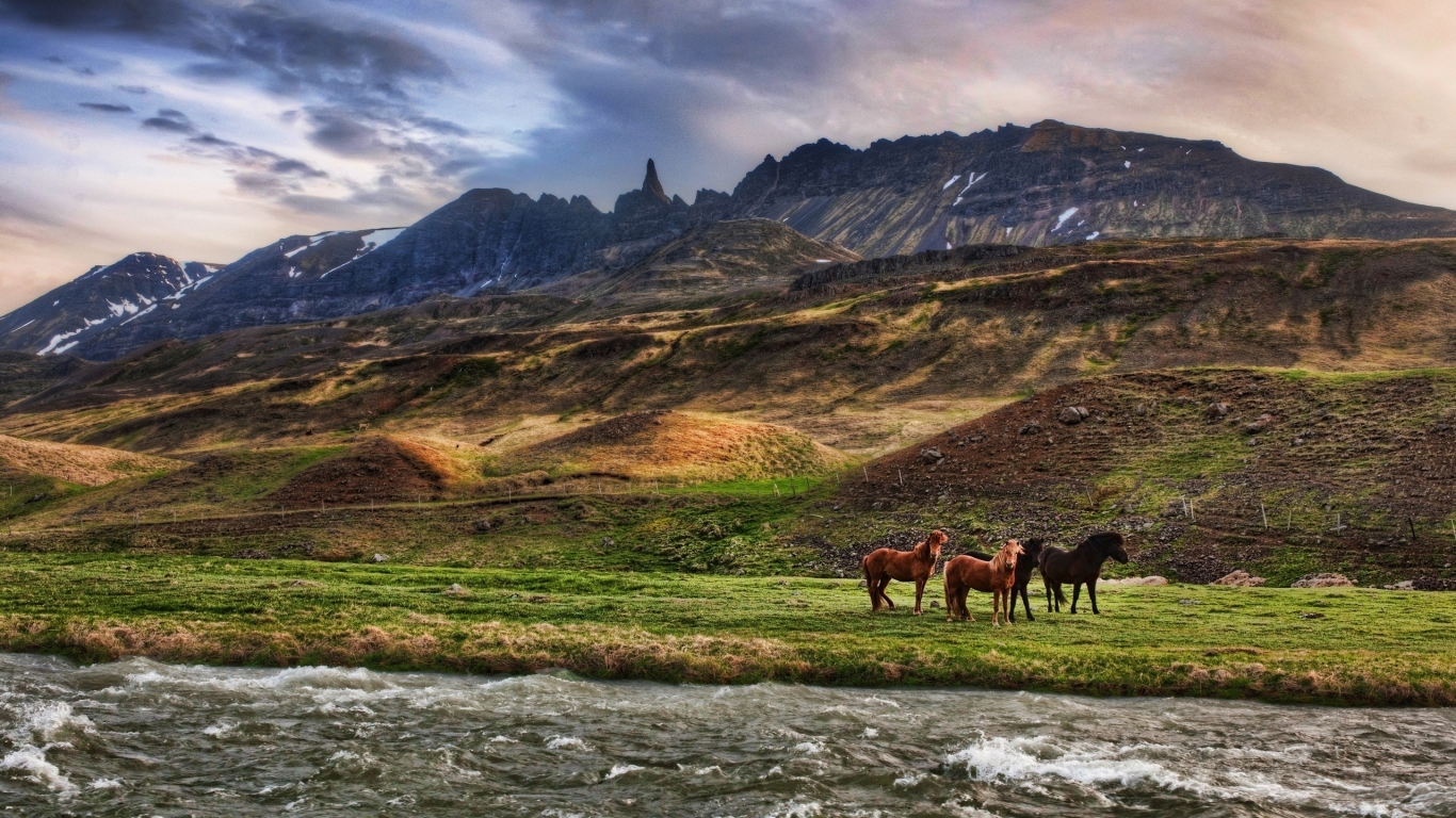 Wild Horses for 1366 x 768 HDTV resolution