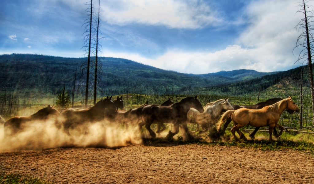 Wild Horses Race for 1024 x 600 widescreen resolution