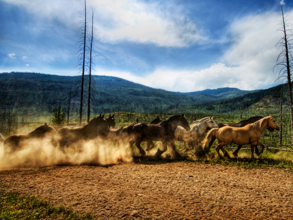 Wild Horses Race for 1024 x 768 resolution