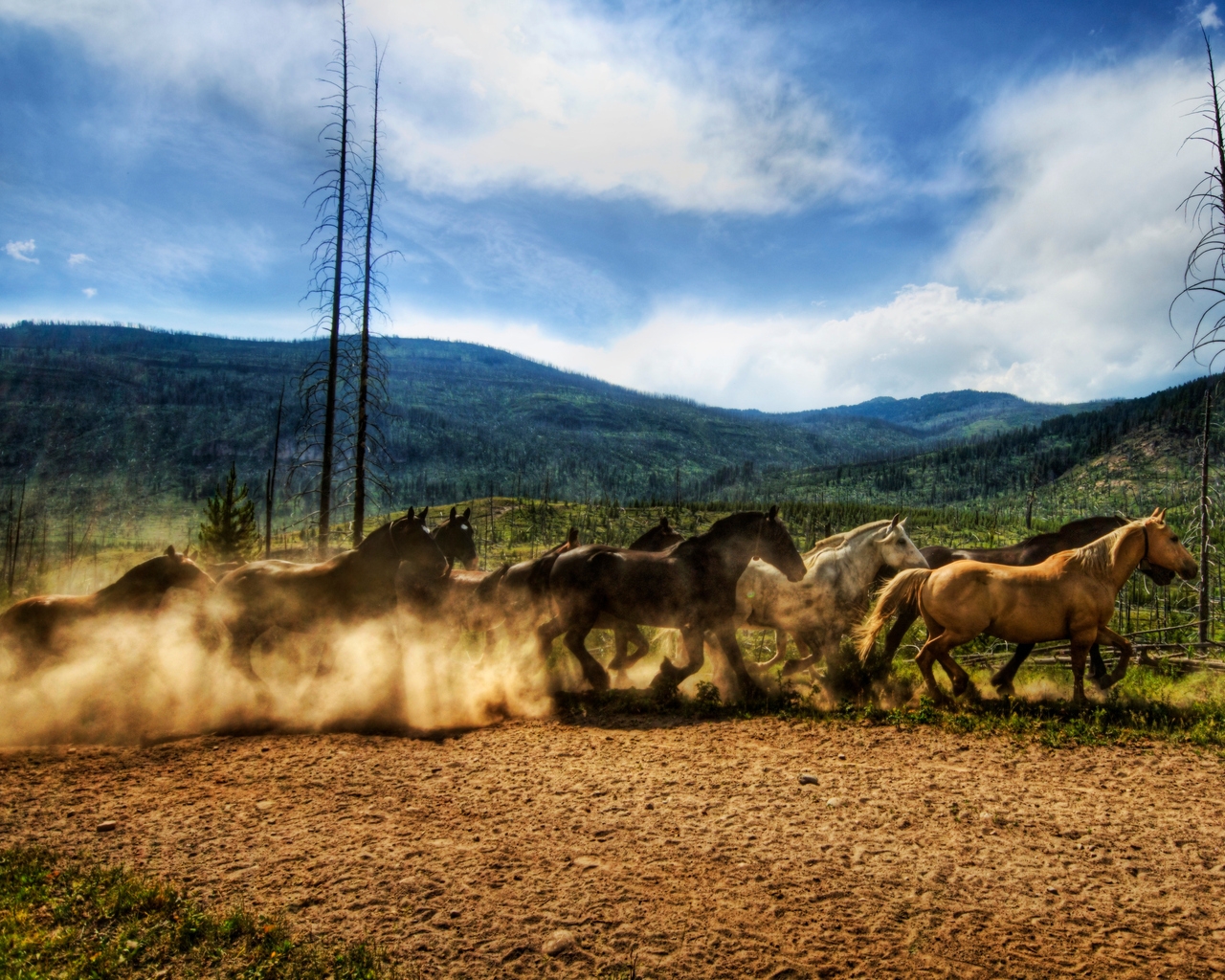 Wild Horses Race for 1280 x 1024 resolution