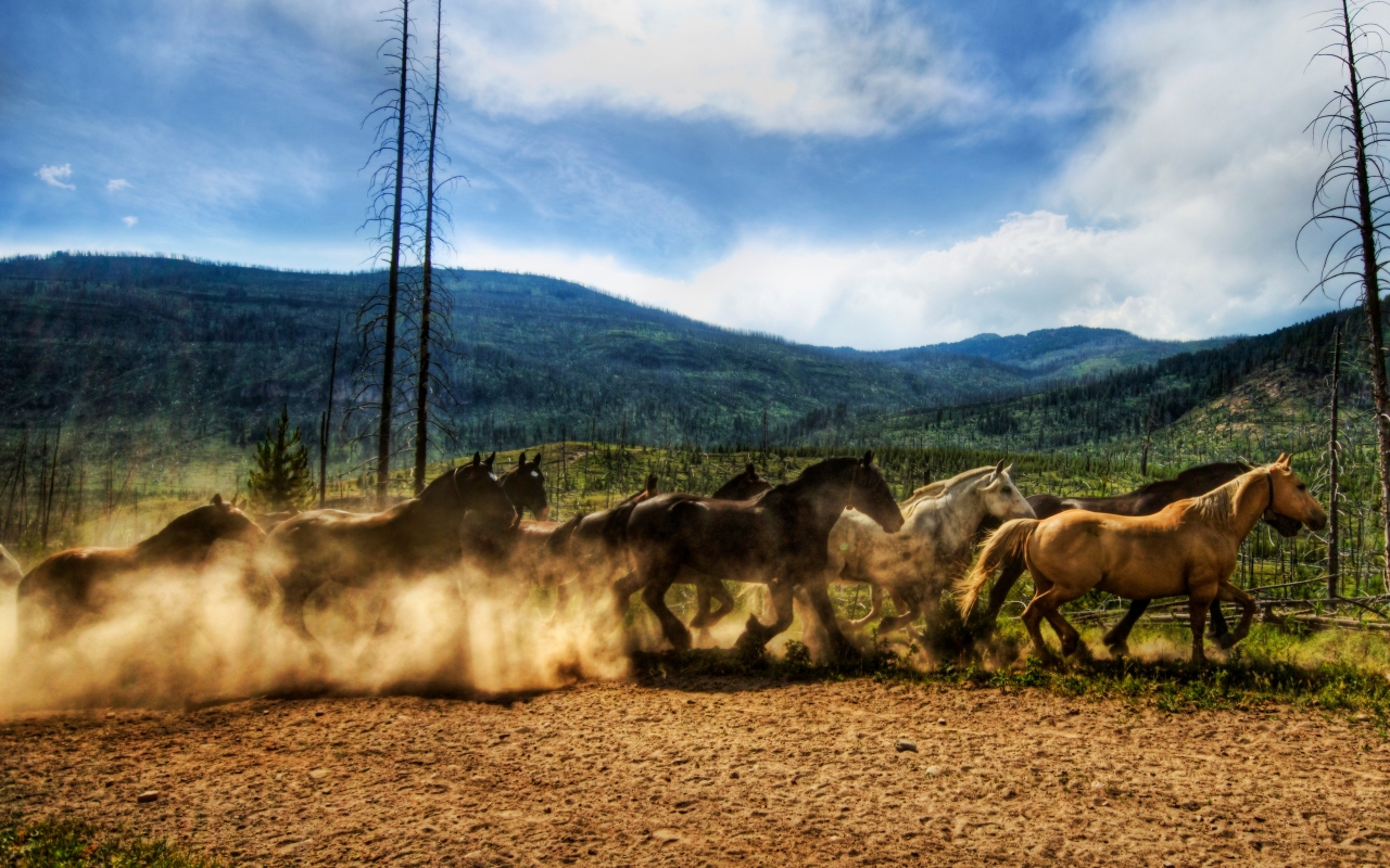 Wild Horses Race for 1280 x 800 widescreen resolution