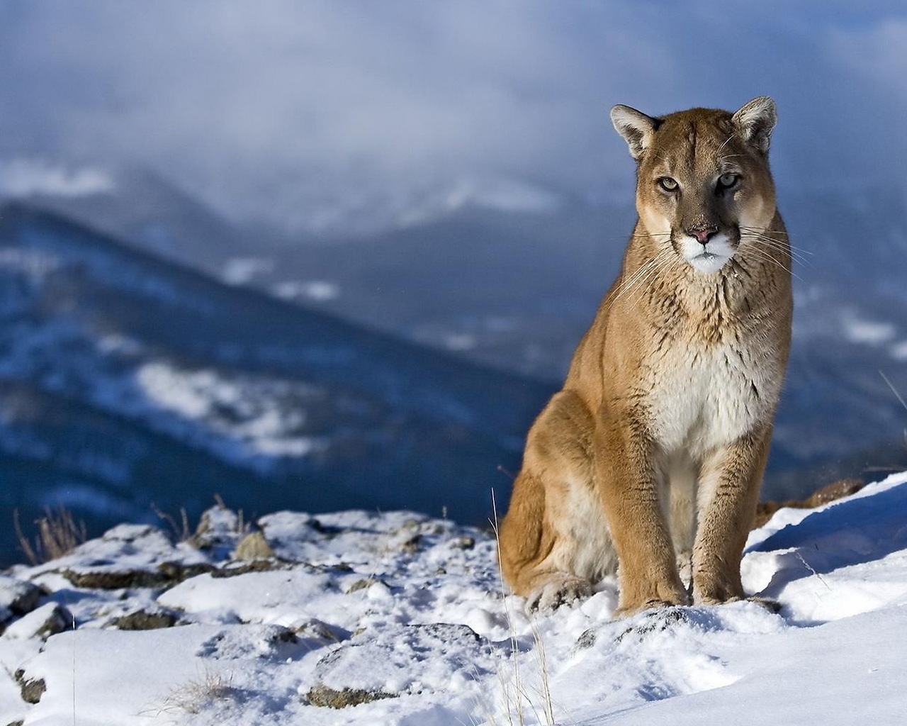 Wild Puma for 1280 x 1024 resolution
