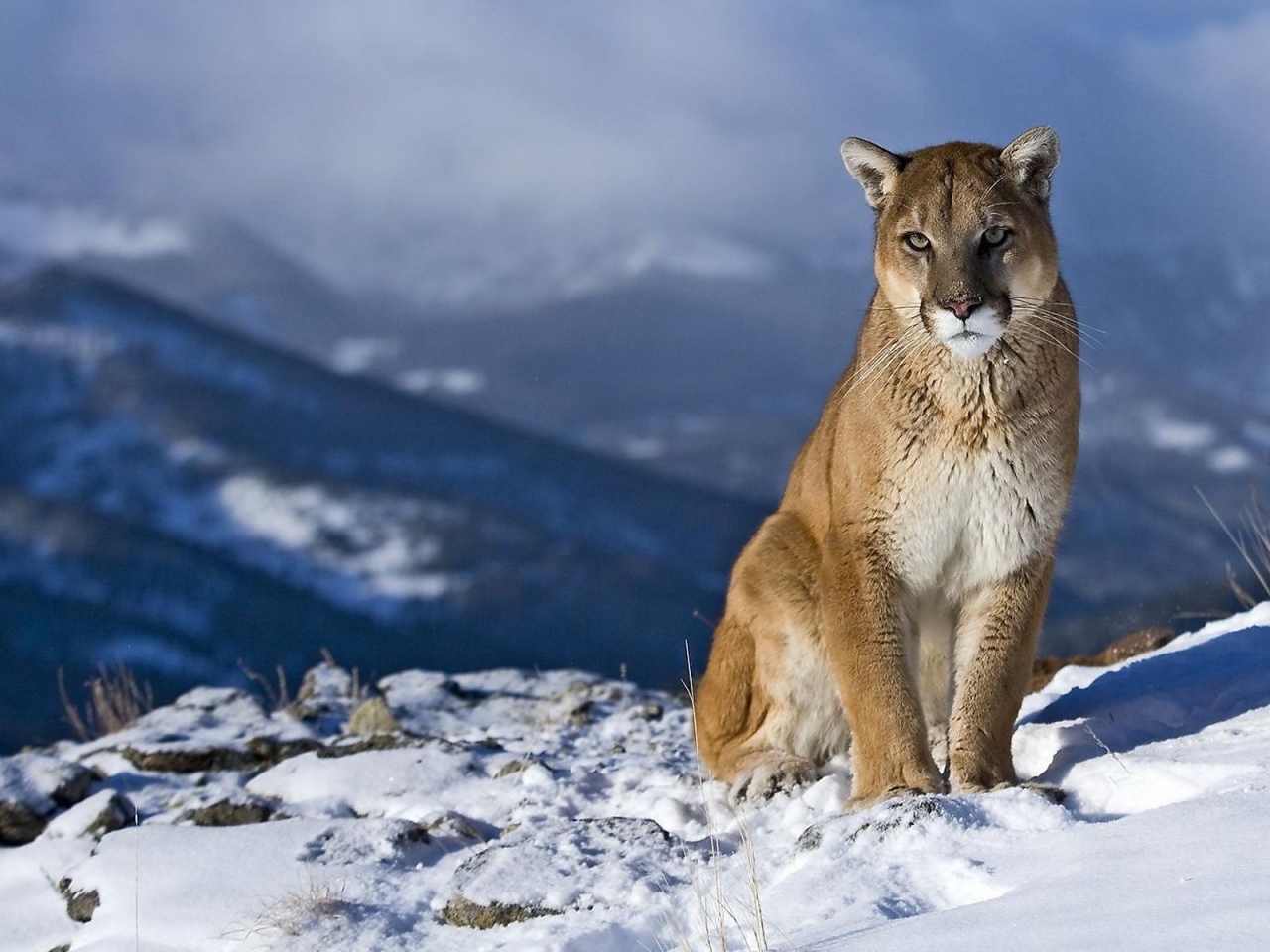 Wild Puma for 1280 x 960 resolution