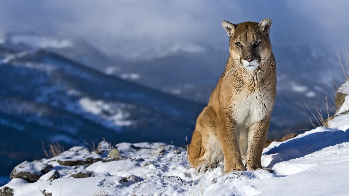 Wild Puma for 1366 x 768 HDTV resolution