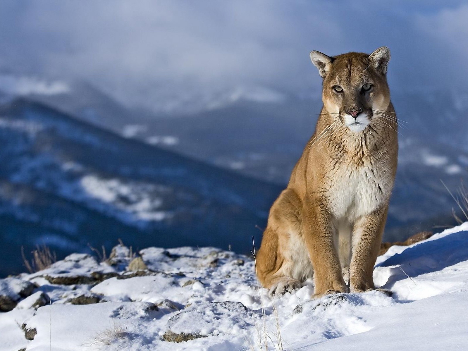 Wild Puma for 1600 x 1200 resolution
