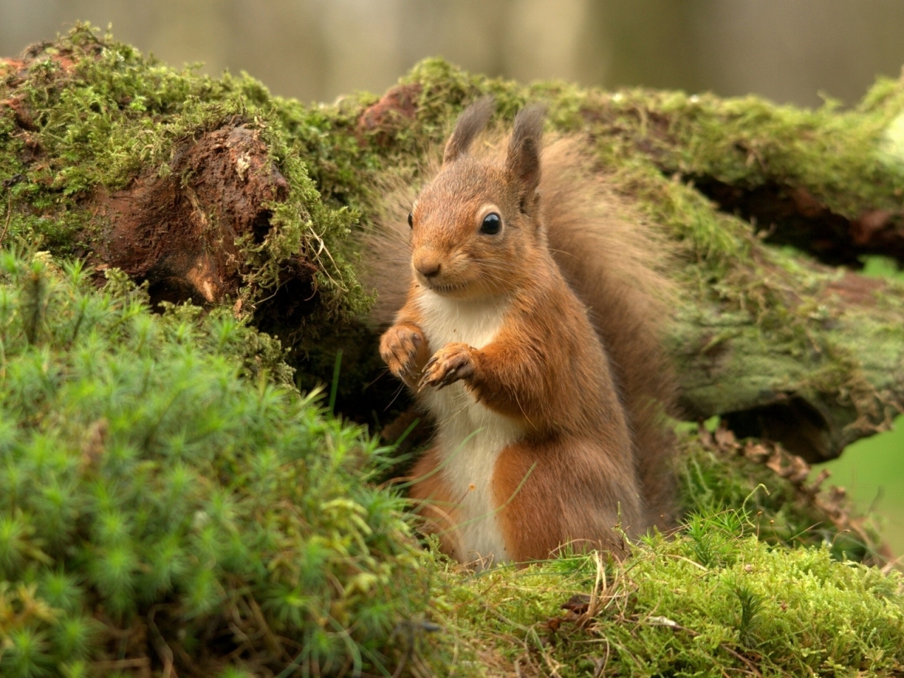 Wild Squirrel for 1280 x 960 resolution