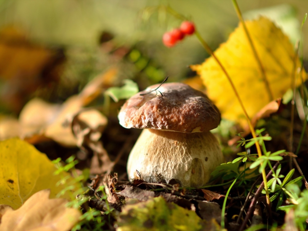 Wilde Mushroom for 1024 x 768 resolution
