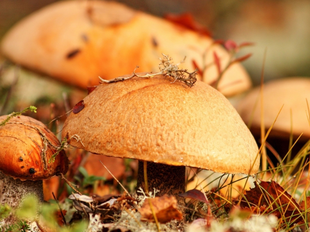 Wilde Mushrooms for 1024 x 768 resolution