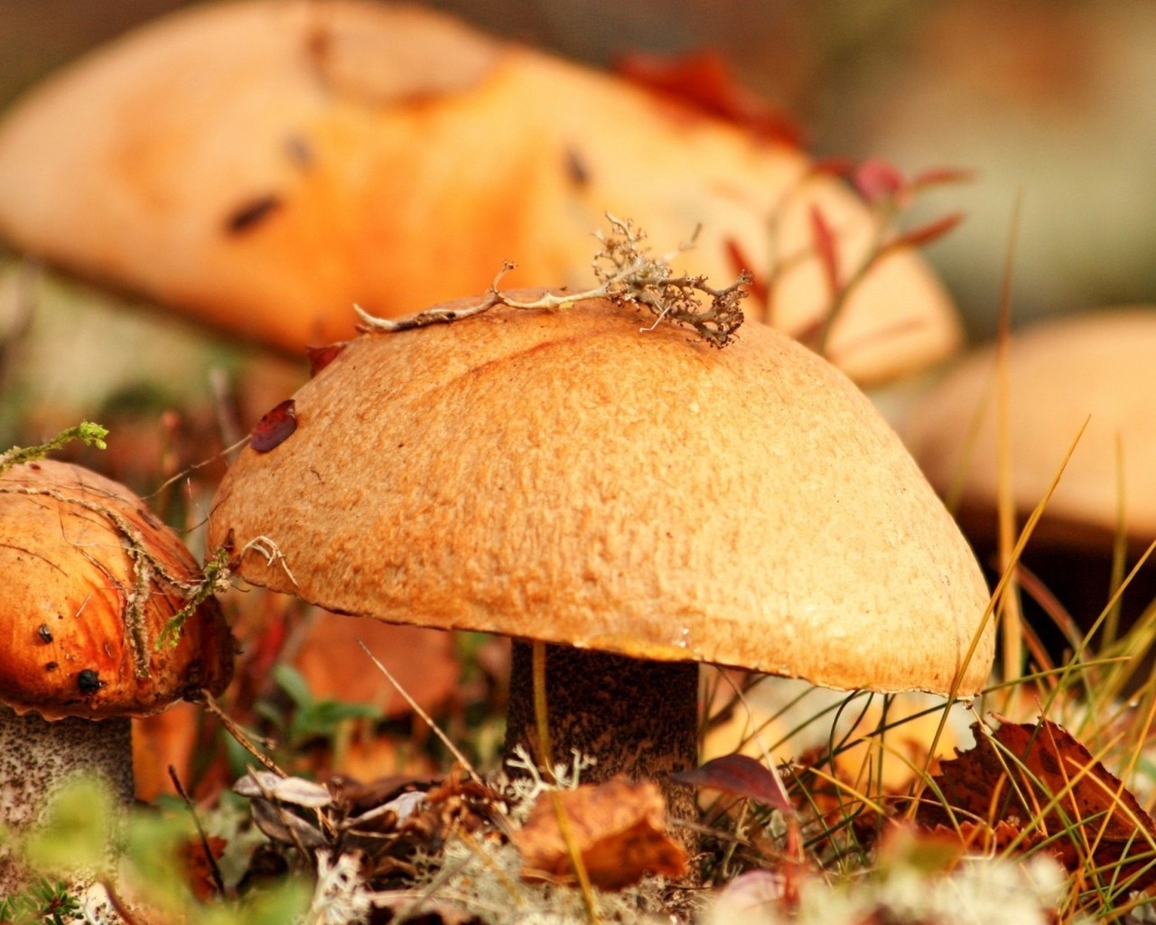 Wilde Mushrooms for 1280 x 1024 resolution