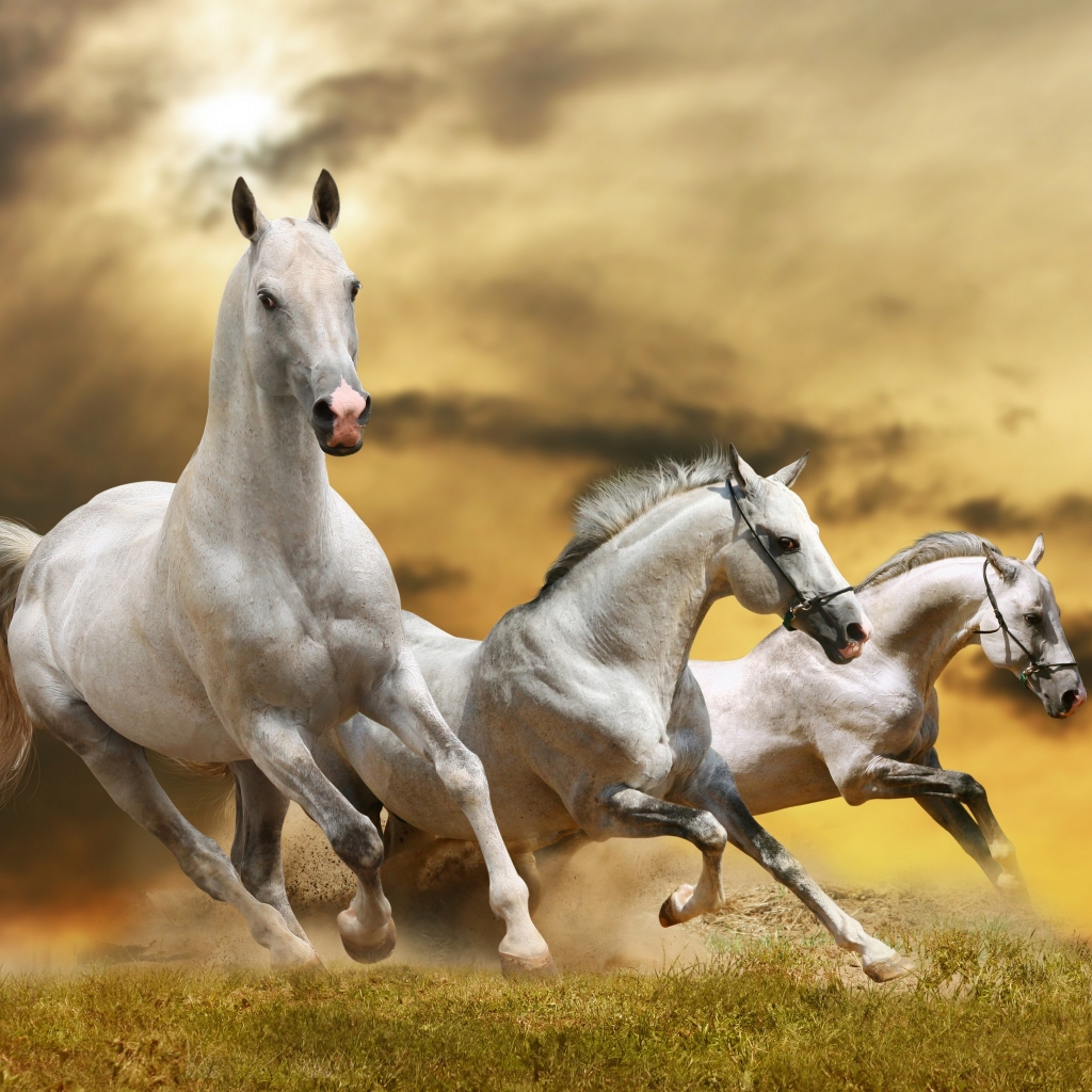Wilde White Horses for 1024 x 1024 iPad resolution