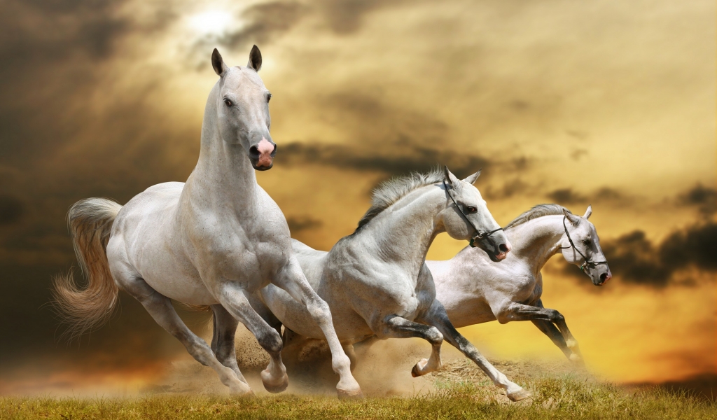 Wilde White Horses for 1024 x 600 widescreen resolution