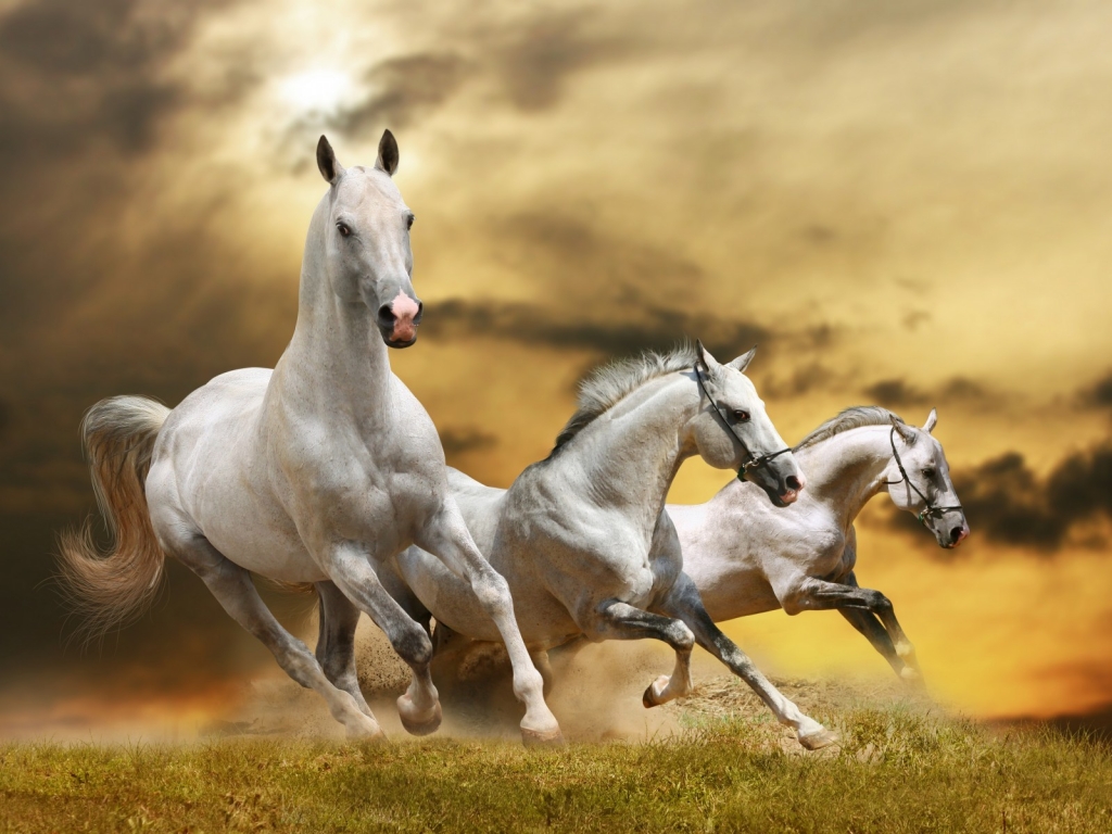 Wilde White Horses for 1024 x 768 resolution