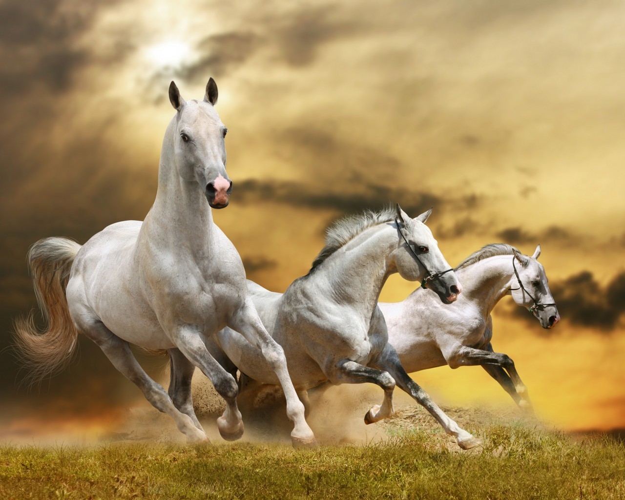 Wilde White Horses for 1280 x 1024 resolution