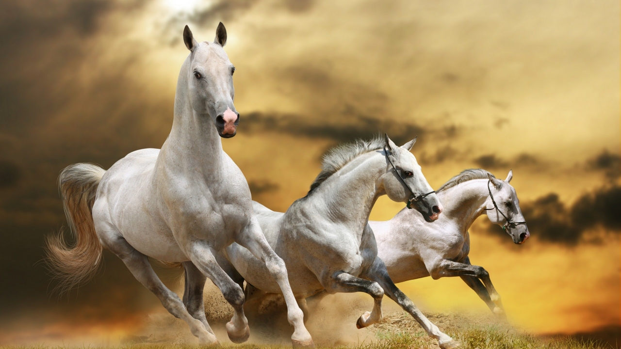 Wilde White Horses for 1280 x 720 HDTV 720p resolution