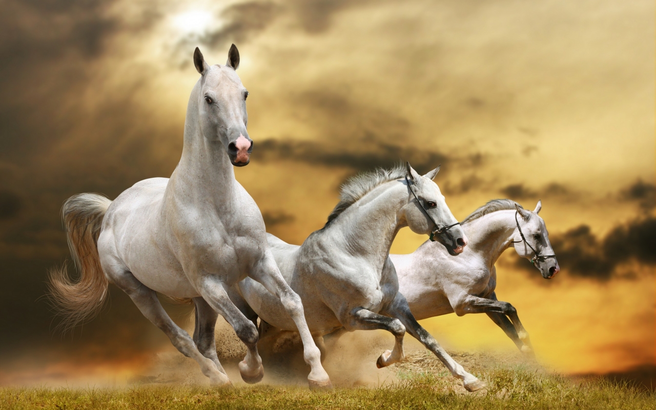 Wilde White Horses for 1280 x 800 widescreen resolution