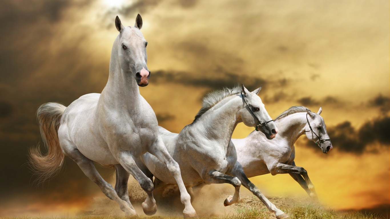 Wilde White Horses for 1366 x 768 HDTV resolution