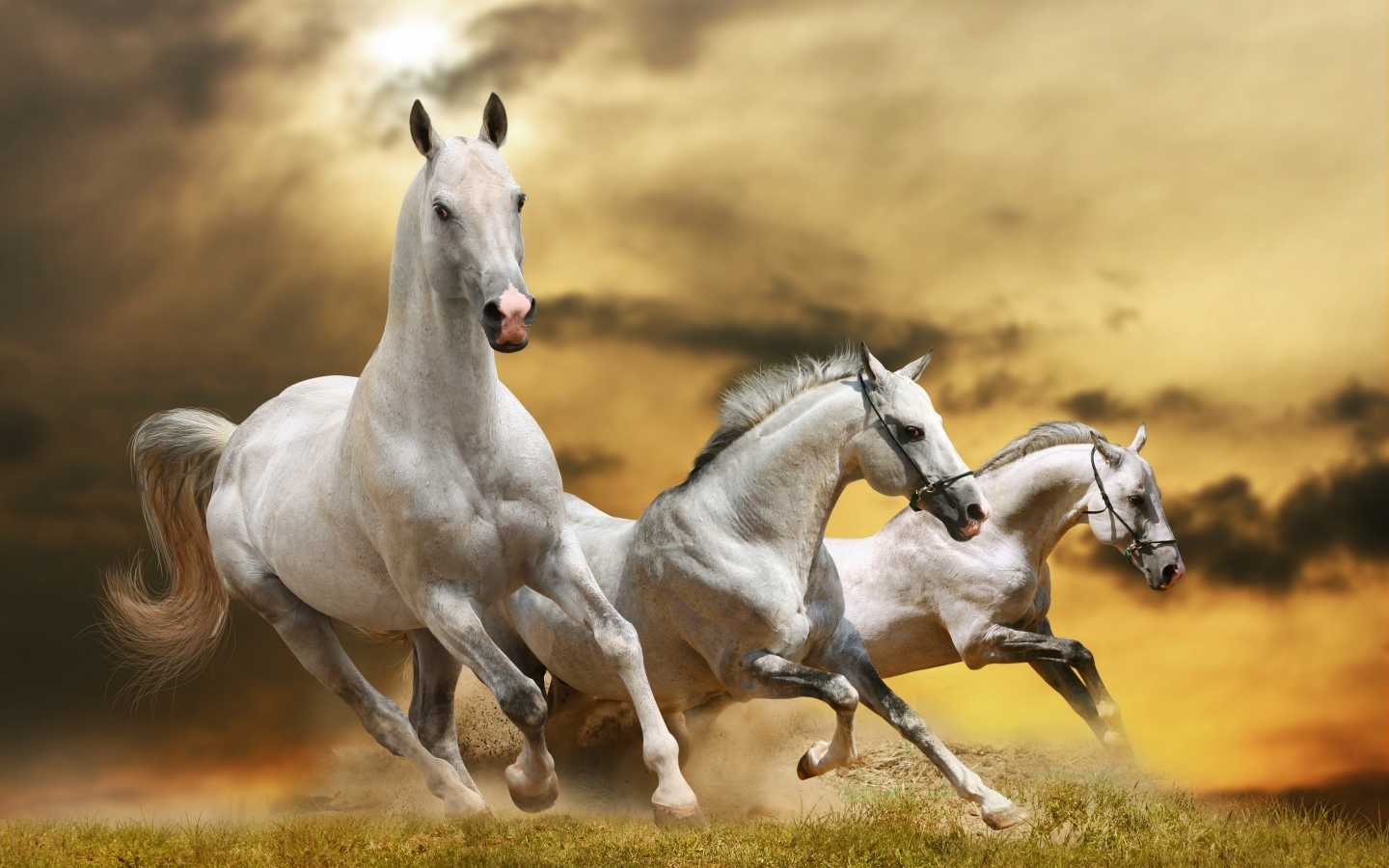 Wilde White Horses for 1440 x 900 widescreen resolution