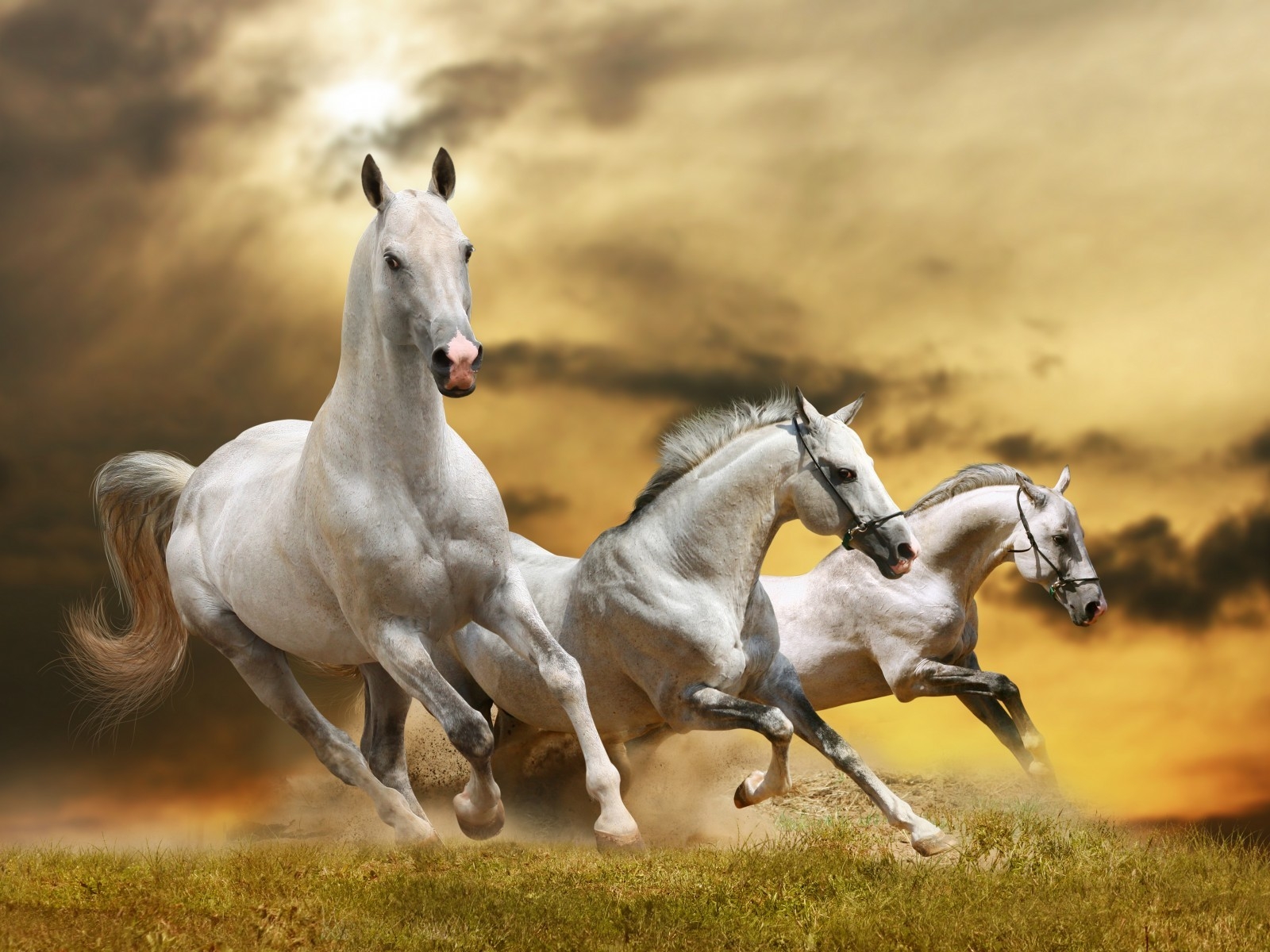 Wilde White Horses for 1600 x 1200 resolution