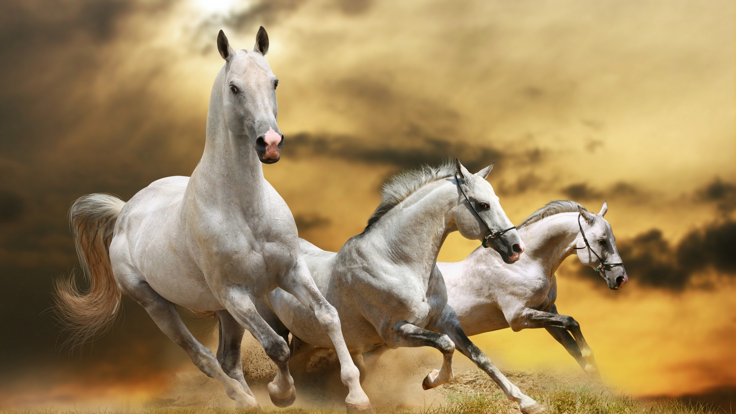 Wilde White Horses for 2560x1440 HDTV resolution