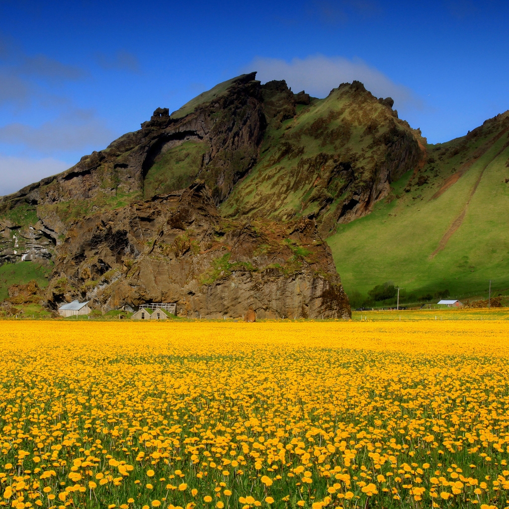 Wildflowers for 1024 x 1024 iPad resolution